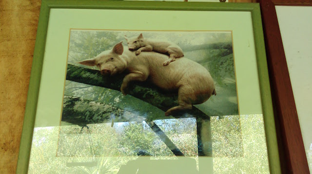 blog golly&bossy - lonjsko polje